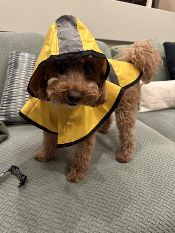 Chewy raincoat fashion for dogs