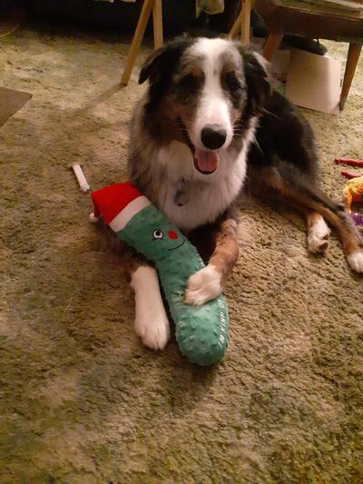 This is Bluebear with his Santa toy