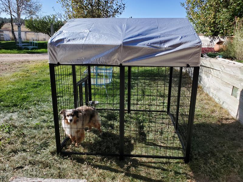 Smallest dog 12" 14#