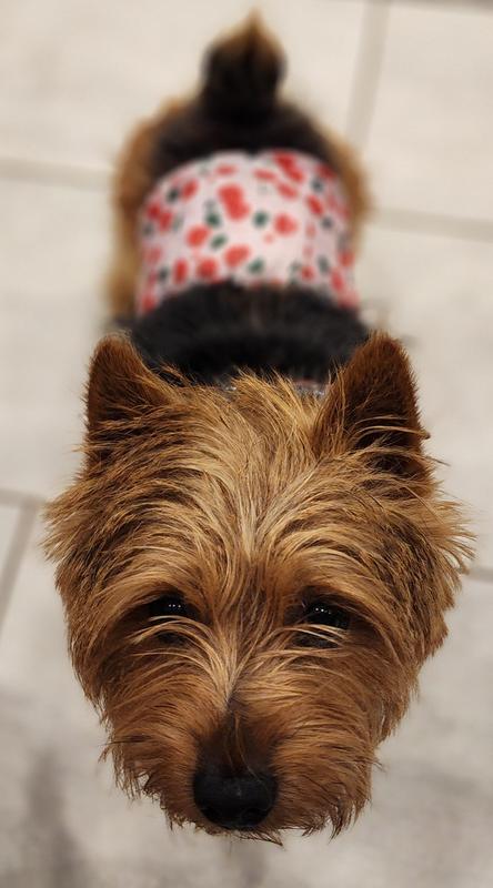 Mr. Cherry Pants Tack