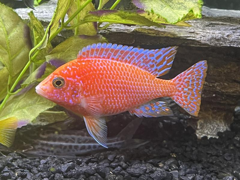 Peacock Cichlid