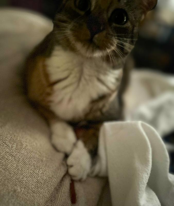 Mouse?  What mouse? lol!