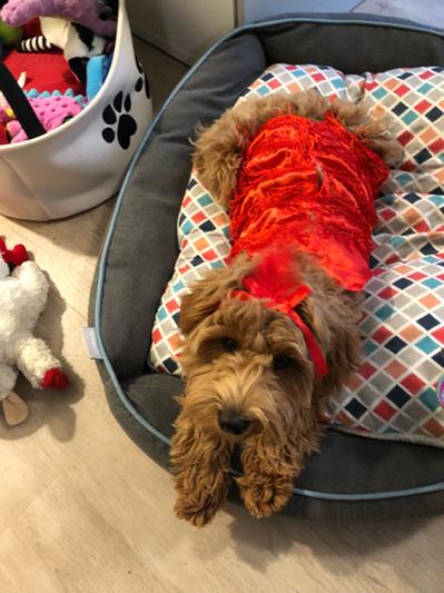 RUBIE S COSTUME COMPANY Flapper Dog Costume reviews Chewy