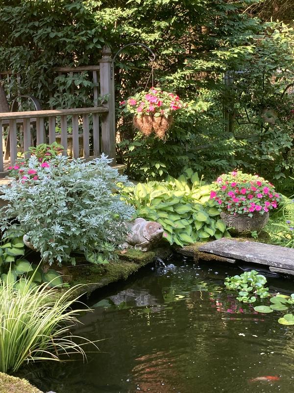 Water garden - 2024.