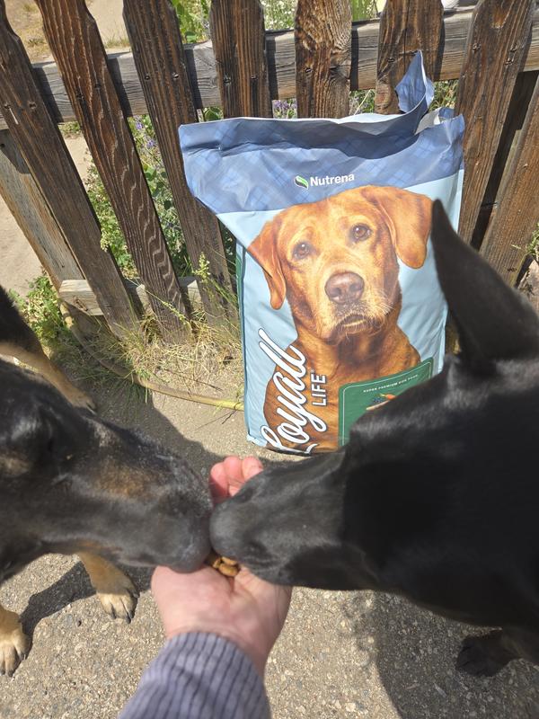 Shepherd approved!