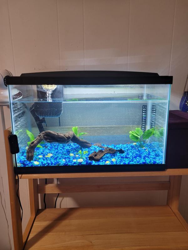 Setting up the new aquarium.