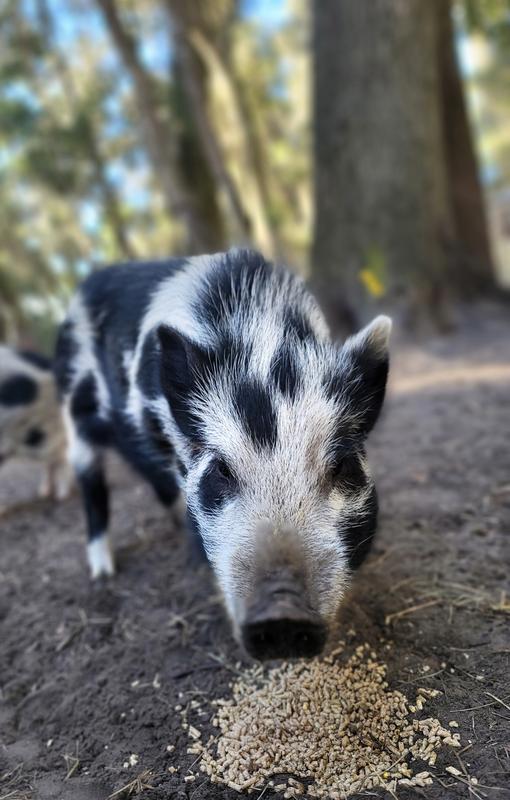 He very much so approves!