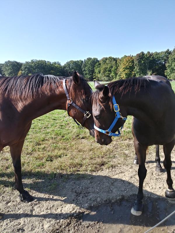 Rhett and Sloan OTTB rescues