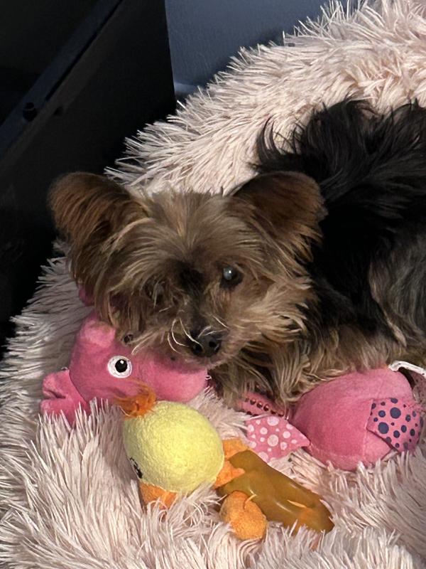 Yorkie is 4 lbs and almost 14 years of sugar