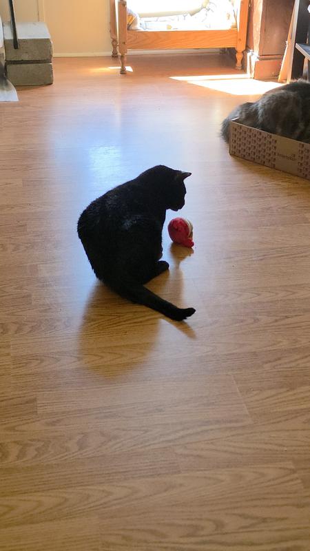 Noodles (f) 13 years old