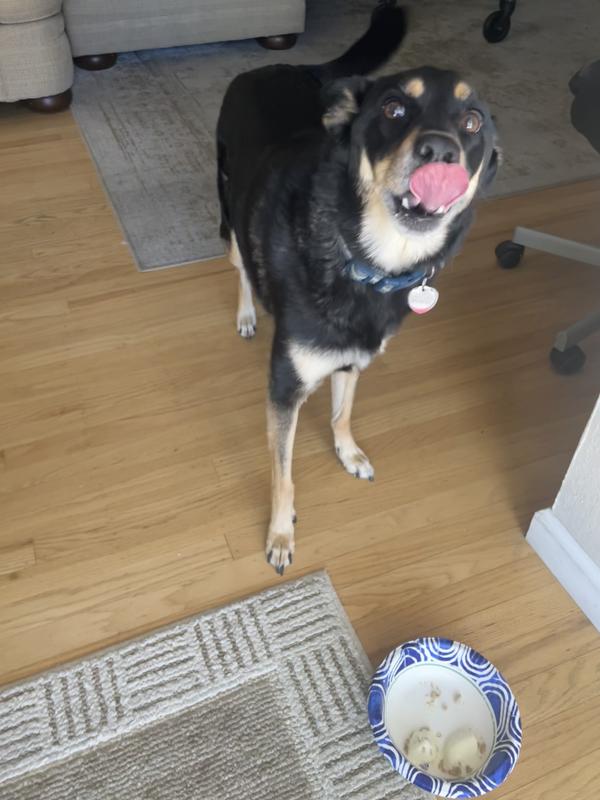 Puppy ice cream is yummy!