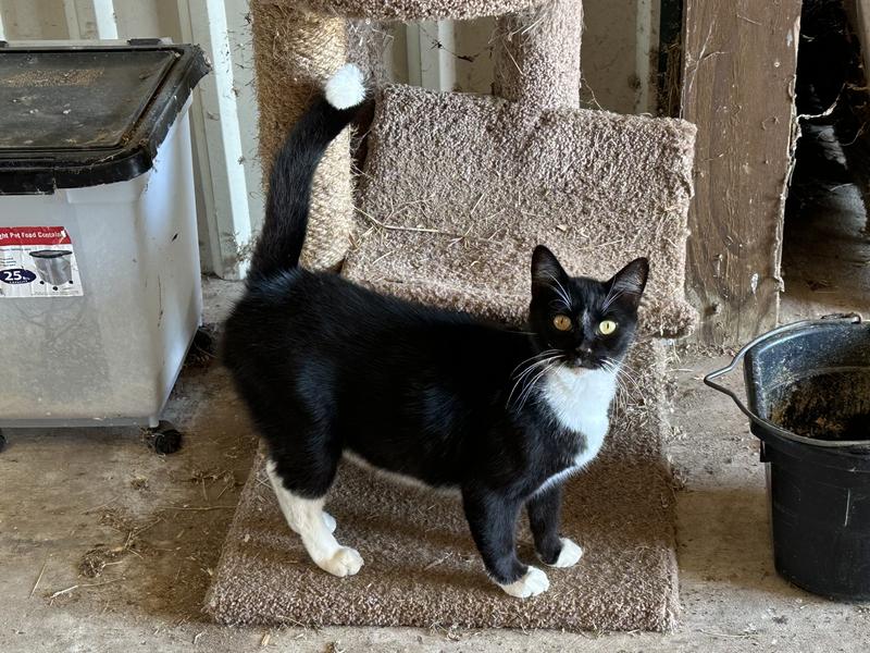 Chip loves his BFF cat food