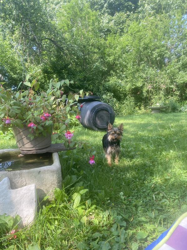 Devi playing frisbee in the backyard, “your turn” she says