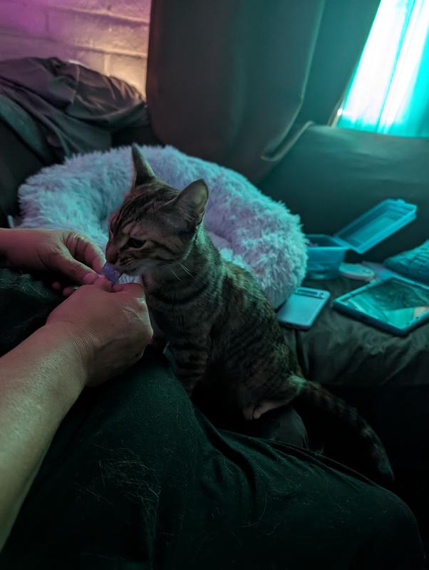 How to feed you cat a Churu:  Roll to end, then unroll & squeeze from bottom to top