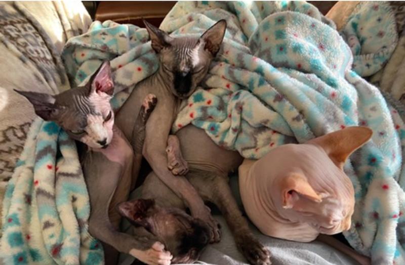 Satisfied kitties after their treat