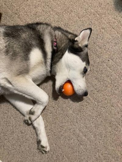 Orbee Ball – Indestructible Dog