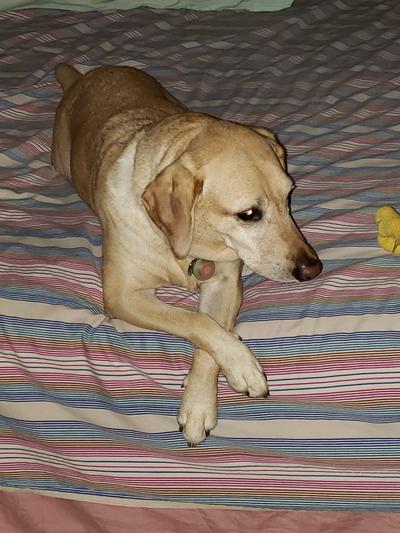 Gracie (4yr old yellow lab)