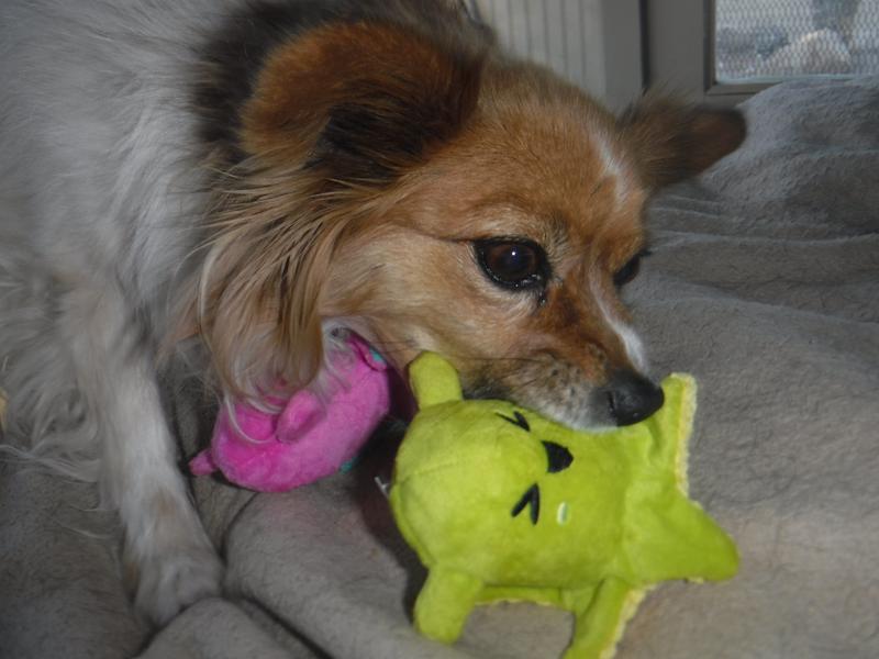 Mattie squeaking the green toy
