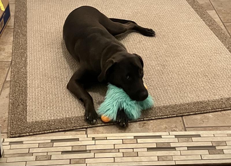 Nala loves her new toy