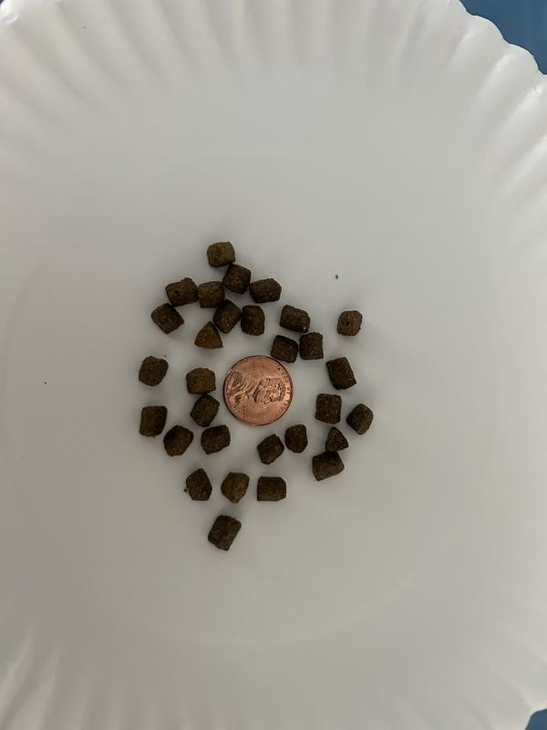 Perfect Sized Kibble