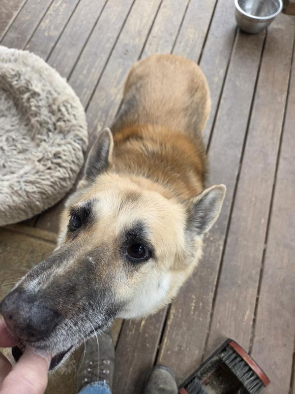 The smell is not strong enough for my blind old girl to find so easy