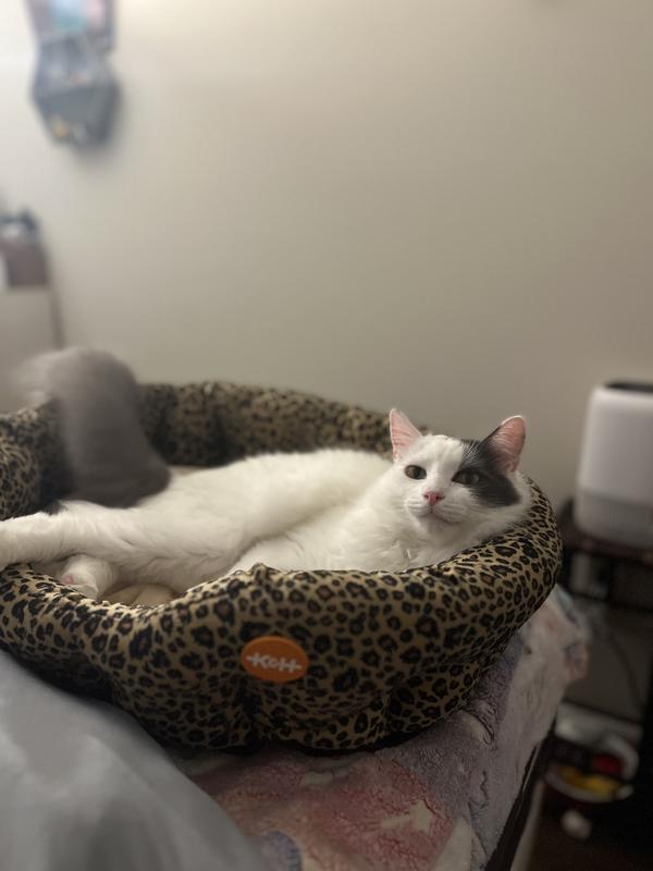 Melon lounging in his new bed.