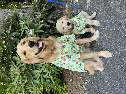 Our one year old and 10 week old goldens with their Chewy outfits!