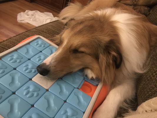 Challenge Slider, Dog Puzzle Game by Nina Ottosson 