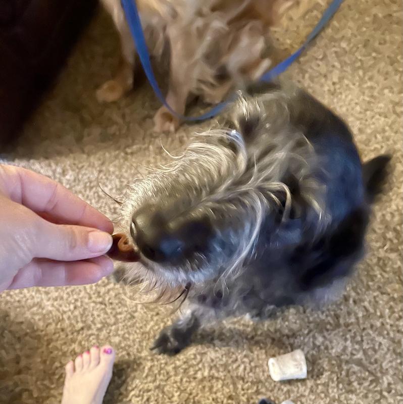 Clifford is a lab/shepherd/poodle mix and he loves the sausage shaped ones!