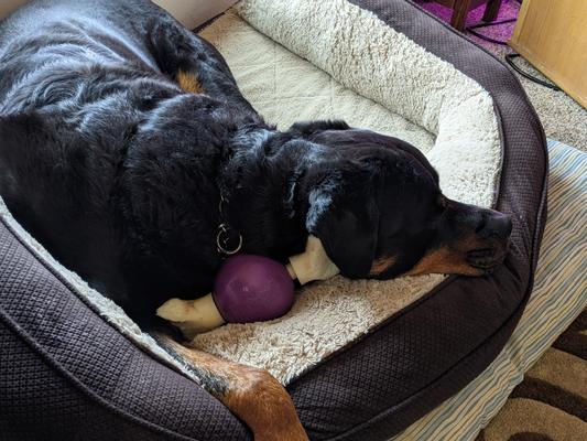 PetSafe Busy Buddy Bouncy Bone Dog Toy - Hilton, NY - Pet Friendly