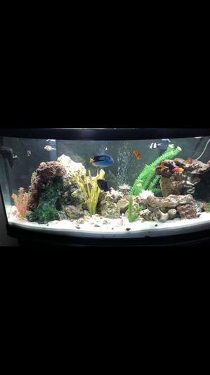 72 gallon bow front