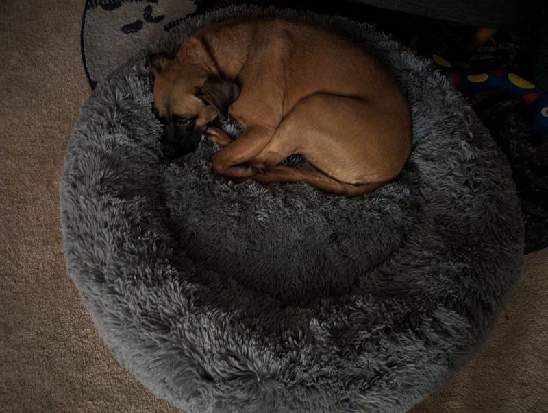 CANINE CREATIONS Donut Orthopedic Bolster Dog Bed, Charcoal, Small