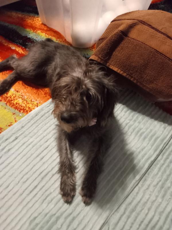 This is CC very active very good dog