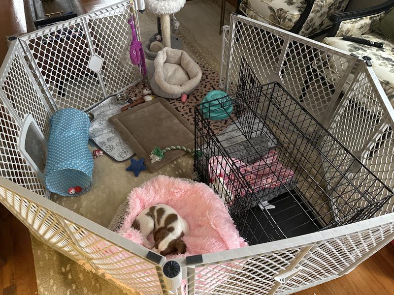 MYPET Petyard Passage Plastic Dog Pen