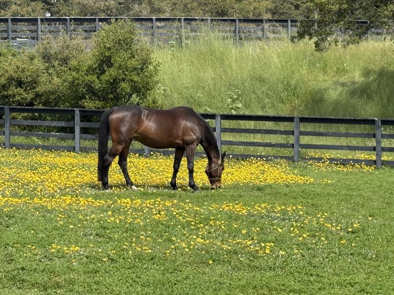 Grazing outside fly free