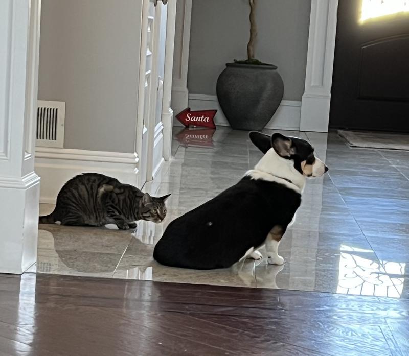 Tolerating each other without aggression