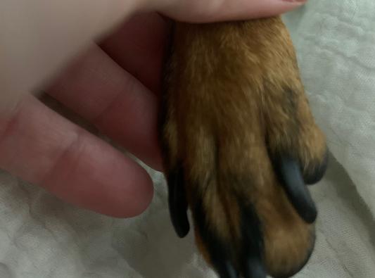 No missing fur while on the chews!