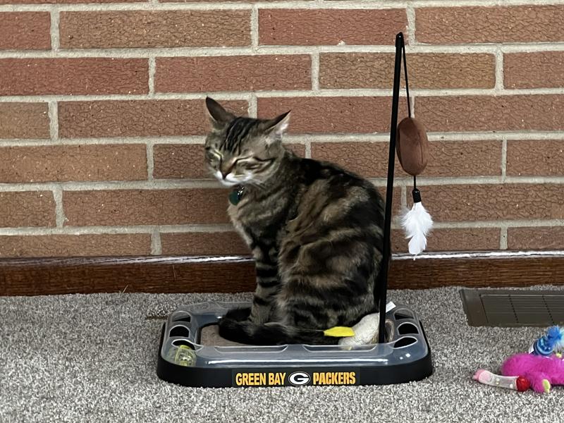 PETS FIRST NFL Football Field Cat Scratcher Toy with Catnip