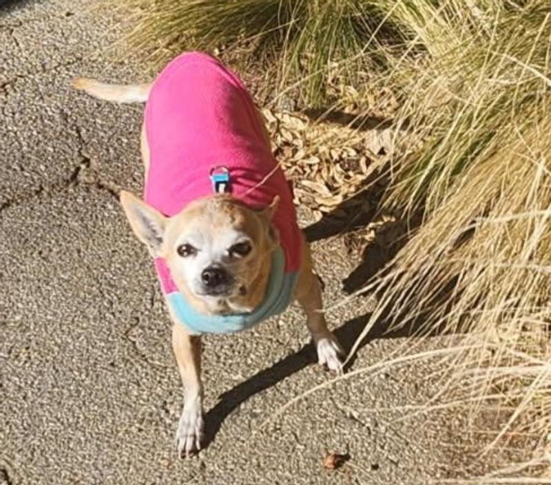 Lola in her beautiful blue and pink sweater.