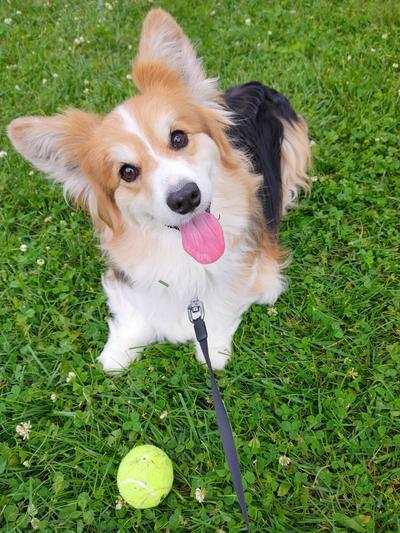 Very Happy Corgi with Great Squeaky Tennis Ball