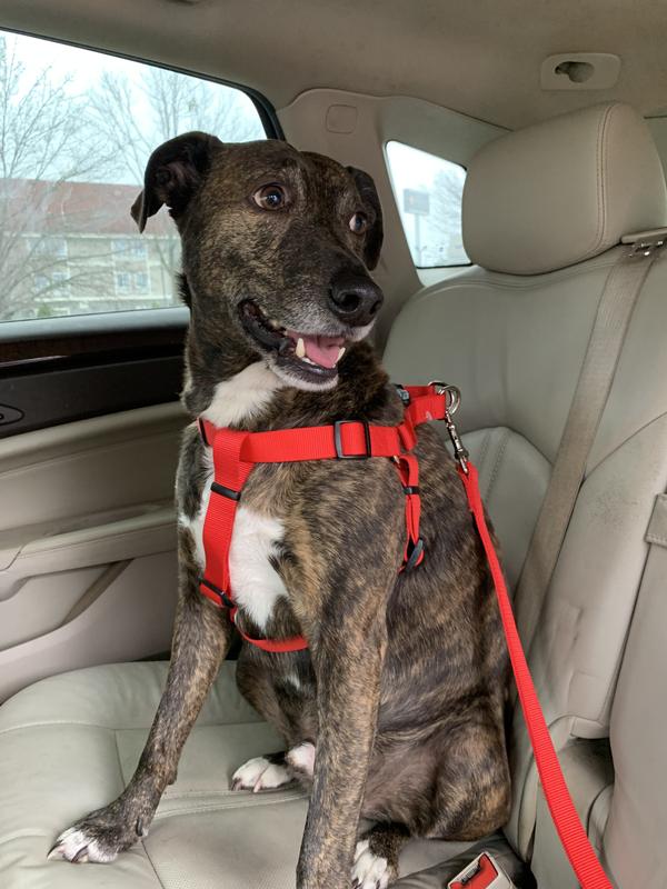Time for a ride to our vet’s office.