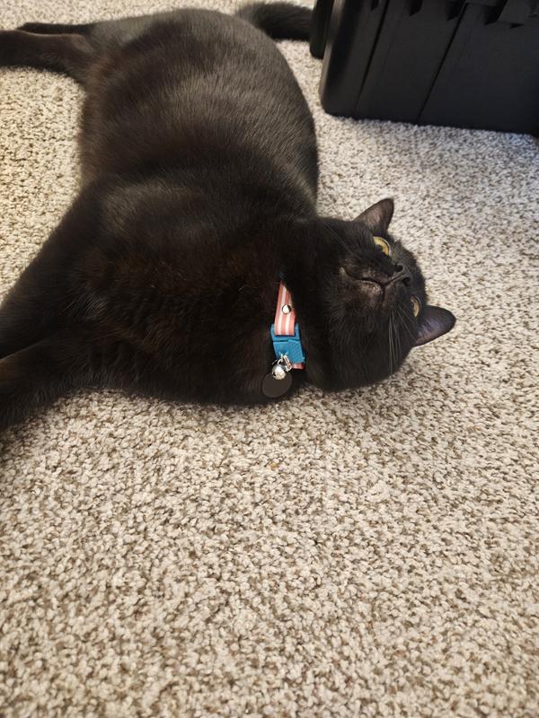 Collar w/aftermarket bell