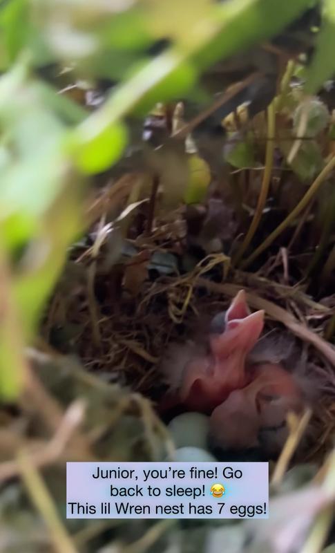 PINE TREE FARMS Never Melt Suet Peanut Cake Bird Food, 12-oz tray, 12