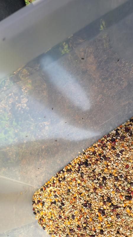Dozens of boll weevils covering the inside of a plastic grain storage tote after pouring a bag of Versele-Laga Black Label.