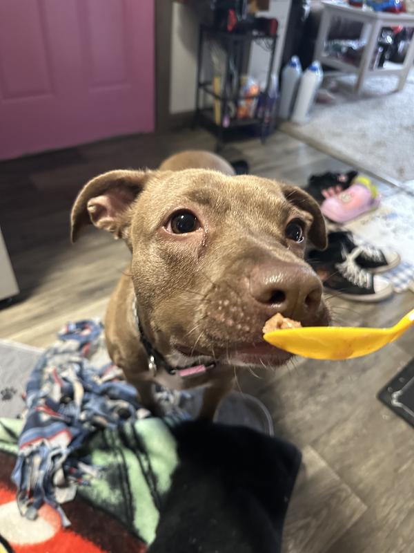 had to do a taste test on a spoon, almost ripped the spoon from me!