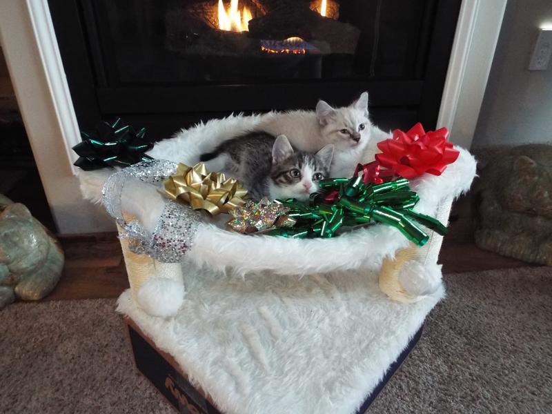 We are happy that our Mom buys our food from Chewy.