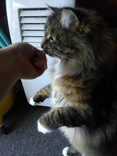 Mr Darcy with his "up high" trick, using these Friskies treats