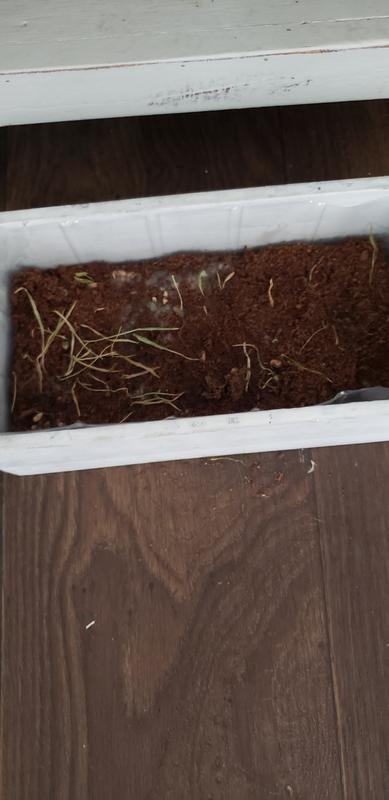 Only last about 1 week