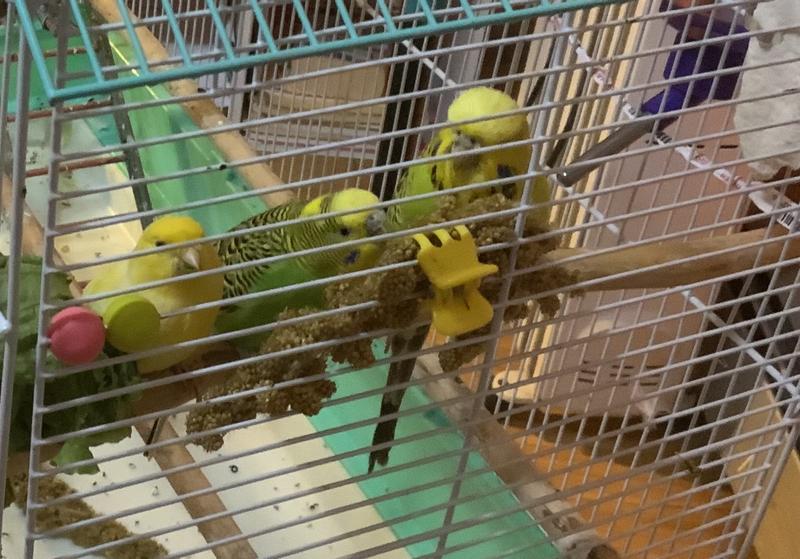 all three munching out