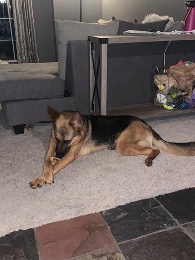 New bone, new fun!
